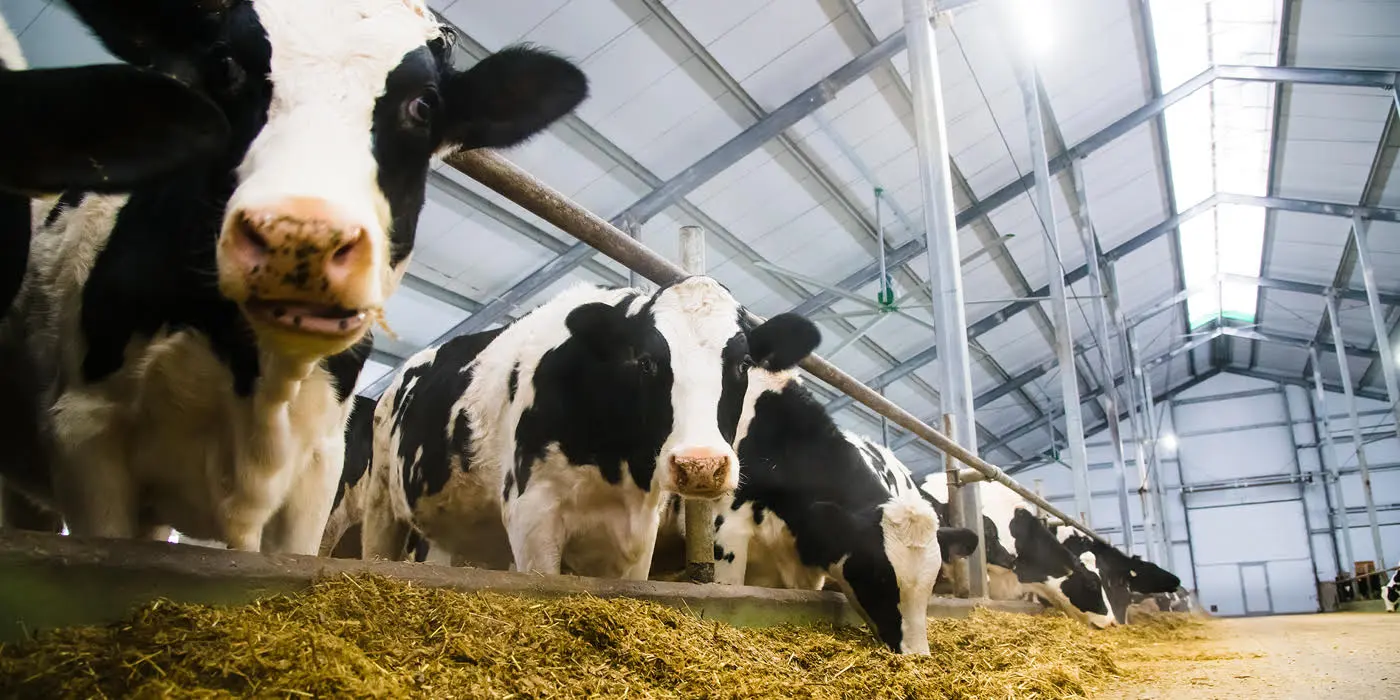 The European Meat and Dairy Sector's Climate Policy Engagement