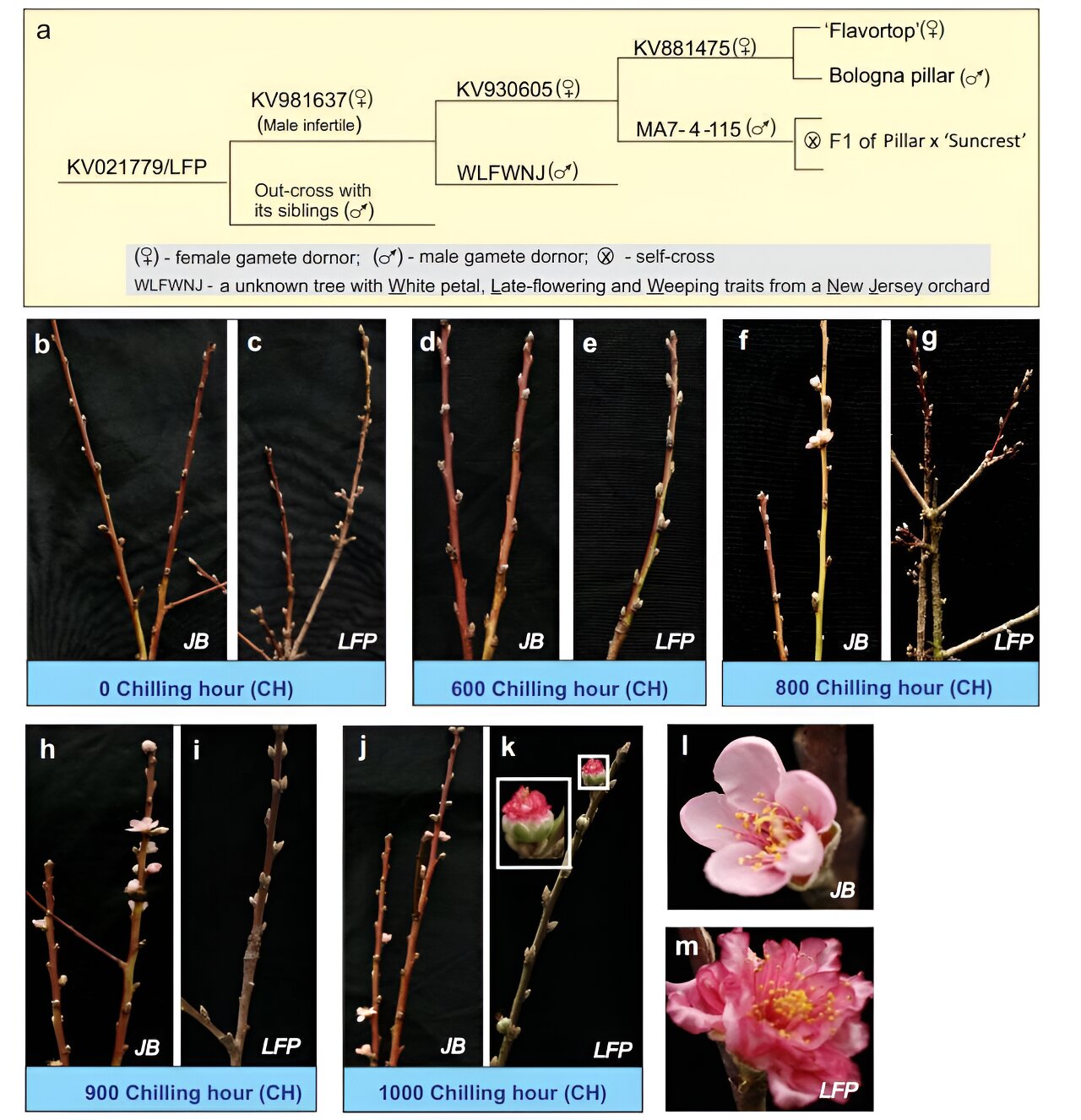 Genetic discovery delays peach bloom, safeguards crops from spring frost