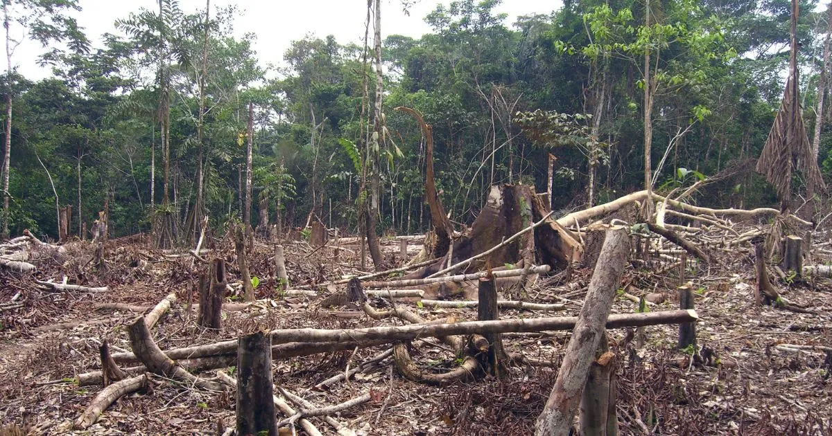 Agriculture Affects Deforestation Much More Than Most People Realize