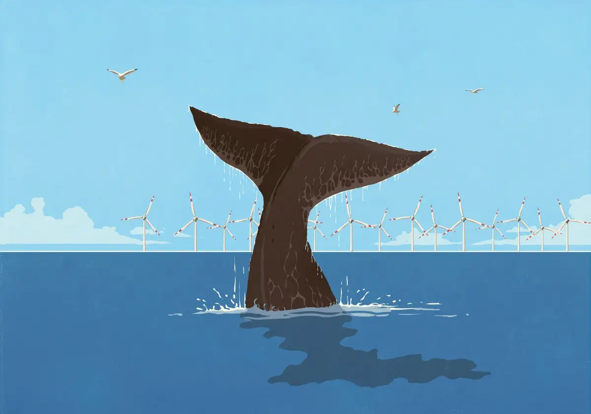 No, Offshore Wind Isn’t What’s Killing Whales