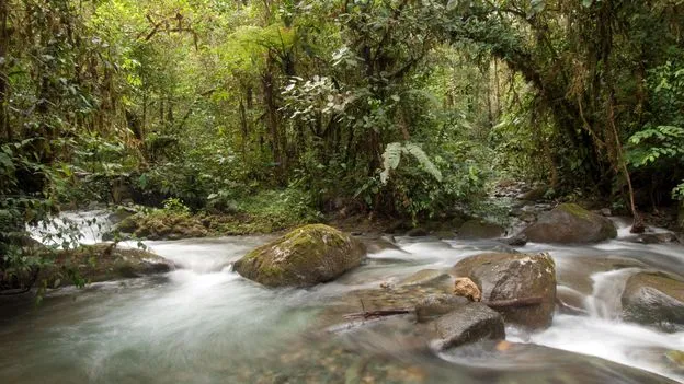 This Ecuadorian forest thrived amid deforestation after being granted legal rights