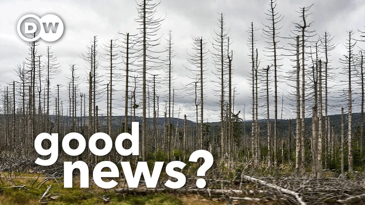 Why Europe and America’s dying forests could be good news