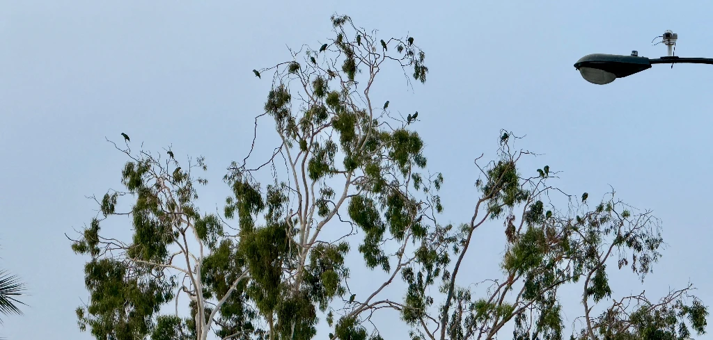 Over a dozen green parrots with red heads perch on top of a eucalyptus tree 