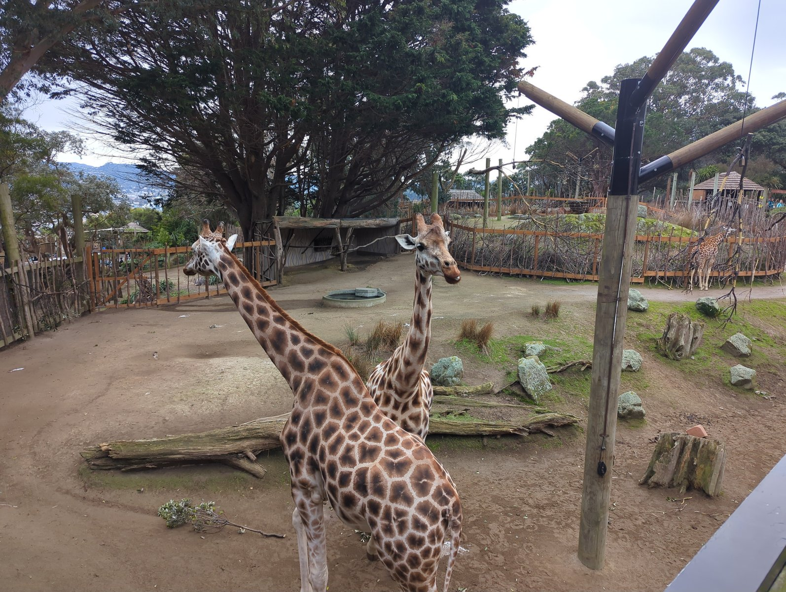 photo of two giraffes at zoo, facing opposite directions with their necks together making a V shape