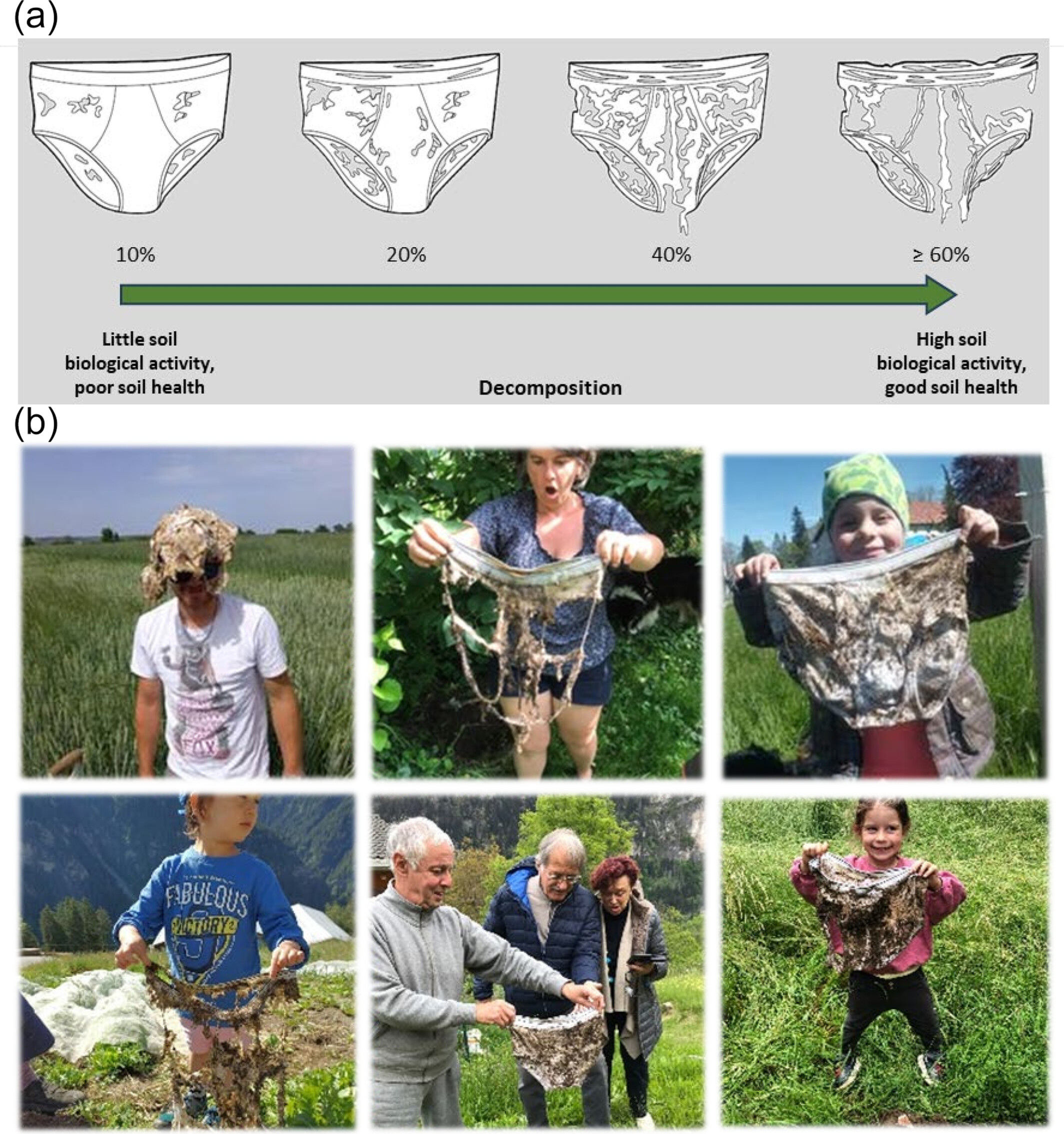 (a) Basic hypothesis as communicated to citizen scientists in the project. The more the underpants are decomposed after 1, resp. 2 months, the more active the soil biological community. (b) Participants at the moment of retrieving underpants from soil (a) Basic hypothesis as communicated to citizen scientists in the project. The more the underpants are decomposed after 1, resp. 2 months, the more active the soil biological community. (b) Participants at the moment of retrieving underpants from soil