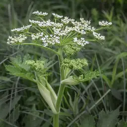 Cow Parsnip: Identification, Edible Parts, and Cooking