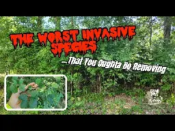 The Worst Invasive Species in the Midwest You Oughta Be Killing