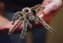 Tarantula, assault charges fly in Hennepin County [Minnesota] Board race | Political hopeful Marisa Simonetti seems to think buying and deploying a tarantula is how adults settle disputes.