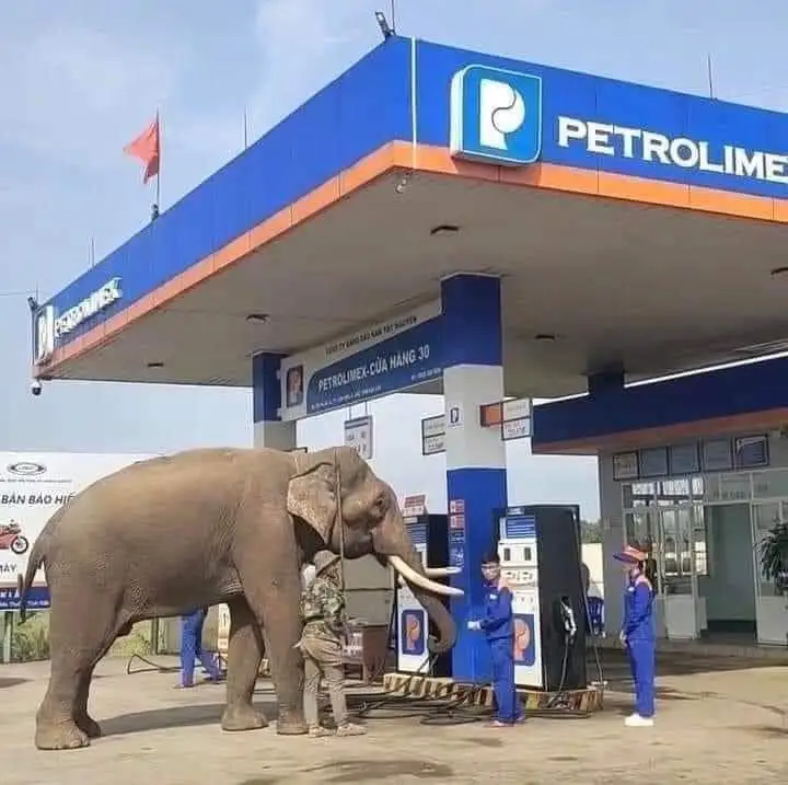 Elephant at a gas station