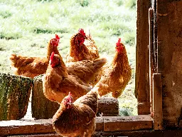 Using UV disinfection instead of antibiotics in poultry farming