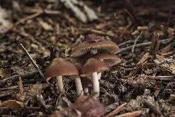 Historic step: National Geographic Society’s includes fungi in its wildlife definition and launches the short film “Flora, Fauna, Funga” | Fungi Foundation Blog