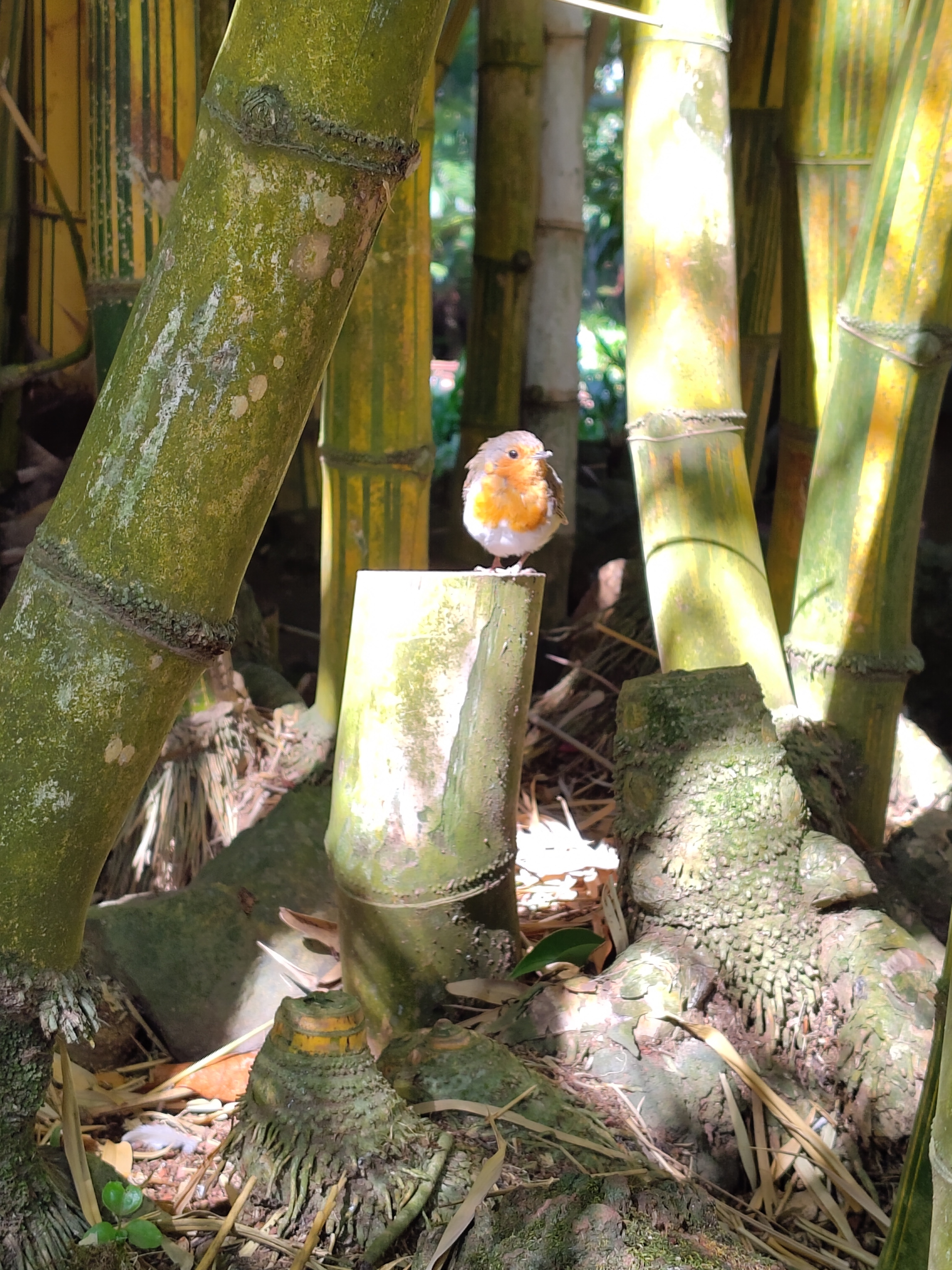 Closeup photo of small bird in a bamboo groove.
