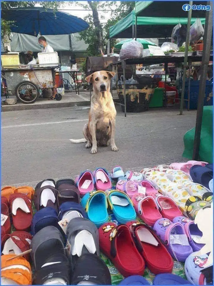 Dog looking at a flip flop stand