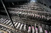 UN Report: Factory Farming Accounts for 37% of Methane Emissions