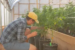Growing Green: Cannabis Farmers Tackle Sustainability - Modern Farmer