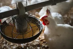 What Happened to Antibiotic-Free Chicken?