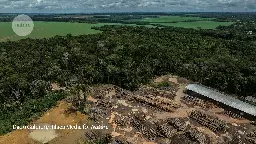 "We are killing this ecosystem": the scientists tracking the Amazon's fading health