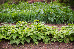 The Vegetable Gardener’s Guide to Crop Rotation - Modern Farmer