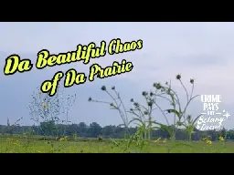 Da Beautiful Chaos of Da Prairie (KILL YOUR LAWN)