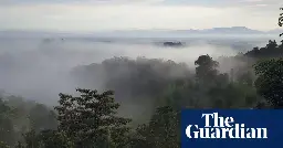 ‘Our fate rests on efforts like this’: the family restoring precious rainforest to its former glory