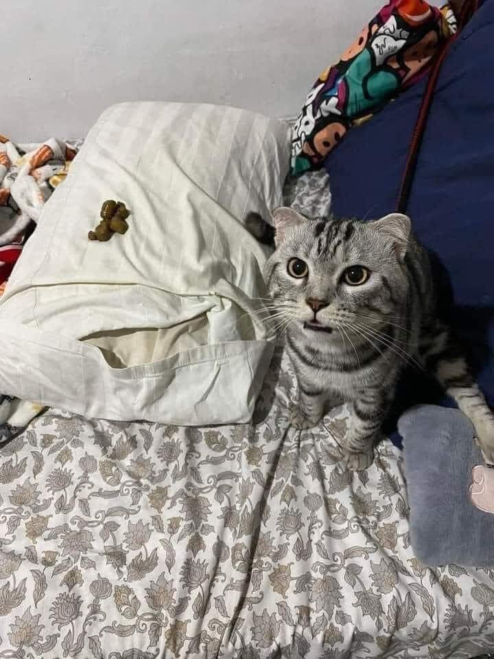 Cat poop on pillow, next to a staring cat