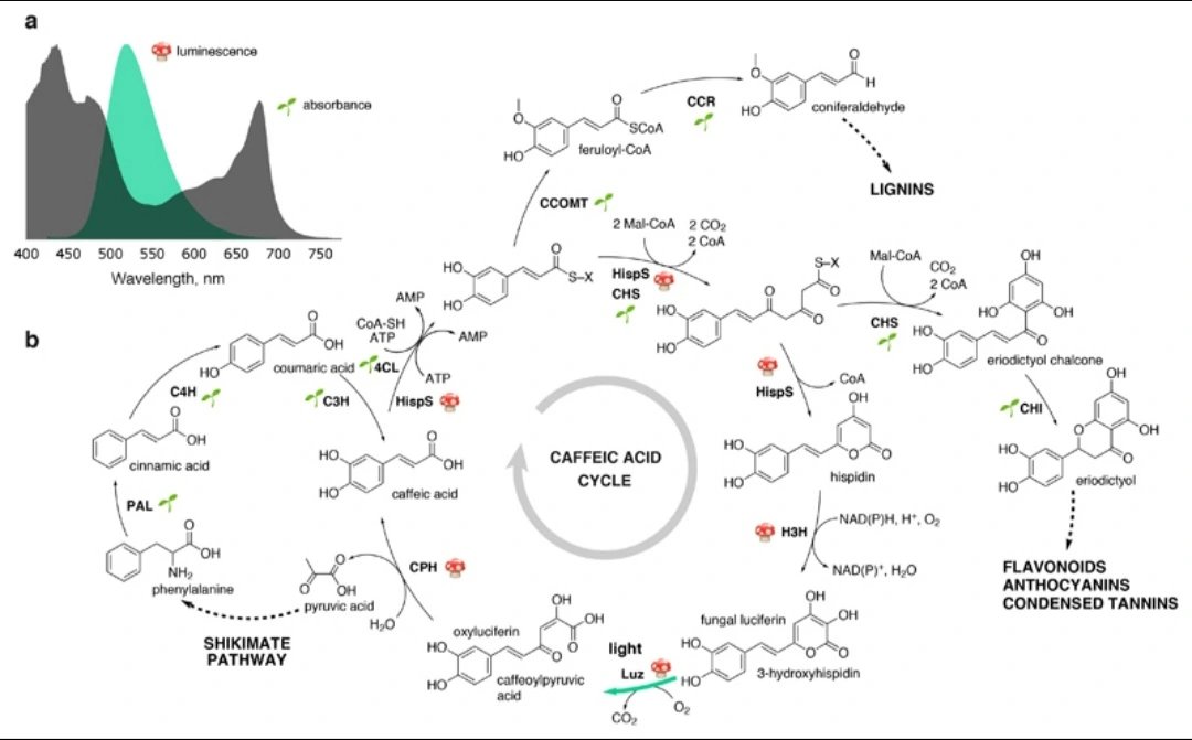 Figure 1. Features of the fungal bioluminescence system. a. Spectrum of fungal bioluminescence (Neonothopanus nambi, in green) overlaid onto the absorbance spectrum of plant leaves (Nicotiana tabacum, in dark gray). b. The caffeic acid cycle shares metabolites with some of the major plant biosynthetic pathways. The fungal or plant origin of enzymes is indicated with mushroom and plantlet symbols, respectively. Abbreviations: 4CL — 4-coumarate:CoA ligase; C3H — p-coumaric acid 3-hydroxylase; C4H — cinnamic acid 4-hydroxylase; CCOMT — caffeoyl-CoA 3-O-methyltransferase; CCR — cinnamoyl-CoA reductase; CHI — chalcone isomerase; CHS — chalcone synthase; CPH — putative caffeoyl pyruvate hydrolase; H3H — hispidin-3-hydroxylase; HispS — hispidin synthase; Luz — luciferase; PAL — phenylalanine ammonia-lyase. Absorbance spectrum of leave is representative of experiment performed on three leaves. Luminescence spectrum is rendered from dataset published in Ref.