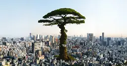 Degrowth In Japan | NOEMA