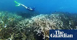 Great Barrier Reef’s worst bleaching leaves giant coral graveyard: ‘It looks as if it has been carpet bombed’