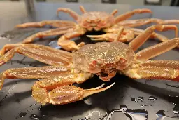 Why Ten Billion Snow Crabs Disappeared Off the Coast of Alaska