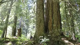 US moves to protect old growth forests as climate change threatens their survival