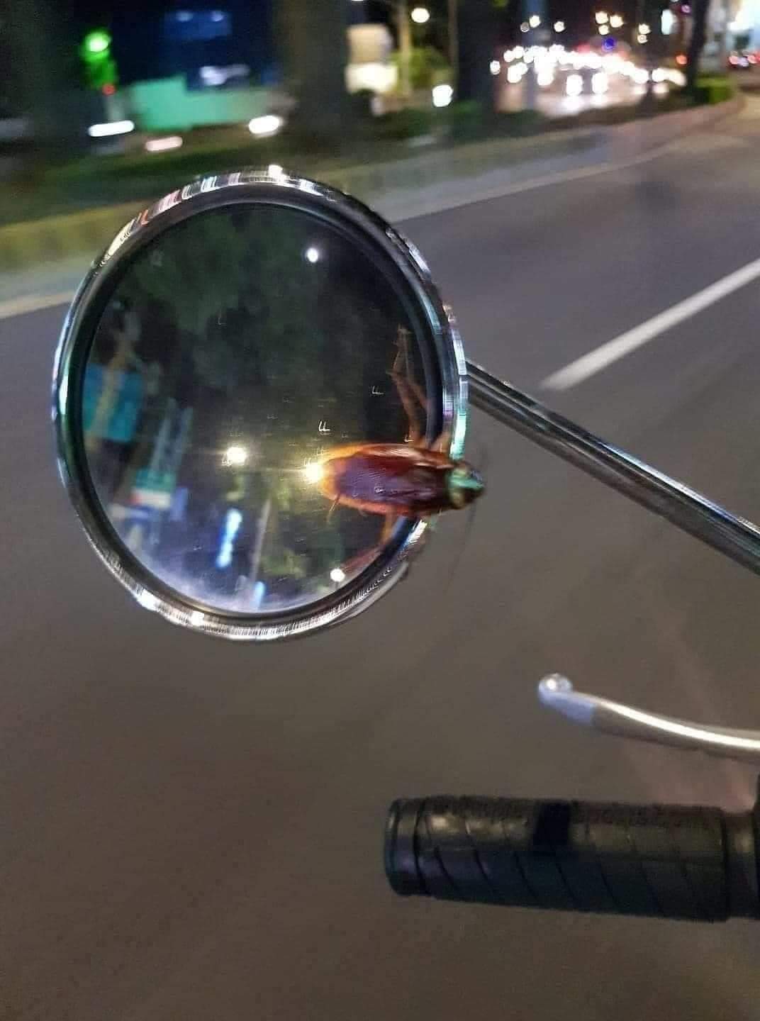 cockroach on motorcycle's mirror