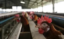 Bird Flu Is Picking its Way Across the Animal Kingdom—and Climate Change Could Be Making it Worse - Inside Climate News