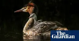 ‘Puking’ pūteketeke crowned New Zealand bird of the century after John Oliver campaign