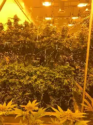 Living Soil and the Art of Cannabis Cultivation