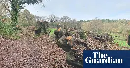 ‘Horrified’: Devon village in shock at felling of 100 ancient beech trees