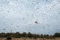 Global Warming Could Drive Locust Outbreaks into New Regions, Study Warns - Inside Climate News
