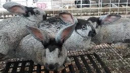Raise Meat Rabbits: Quick Start Guide - Homestead Rabbits