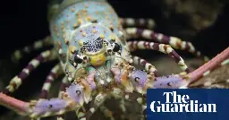 ‘Knight in spiny armor’: could lobsters help save Florida’s dying corals?