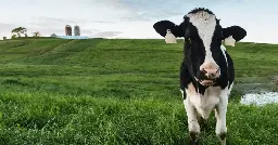 Dairy Digesters Promise to Cut Methane — Unfortunately, They Might Be an Inefficient Band-Aid