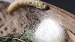 In a first, genetically modified silkworms produced pure spider silk