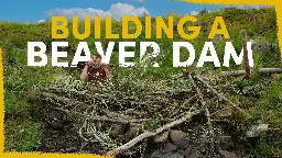 We Built Fake Beaver Dams to Rewild this Dead River