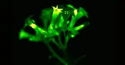 A Glowing Petunia Could Radicalize Your View of Plants