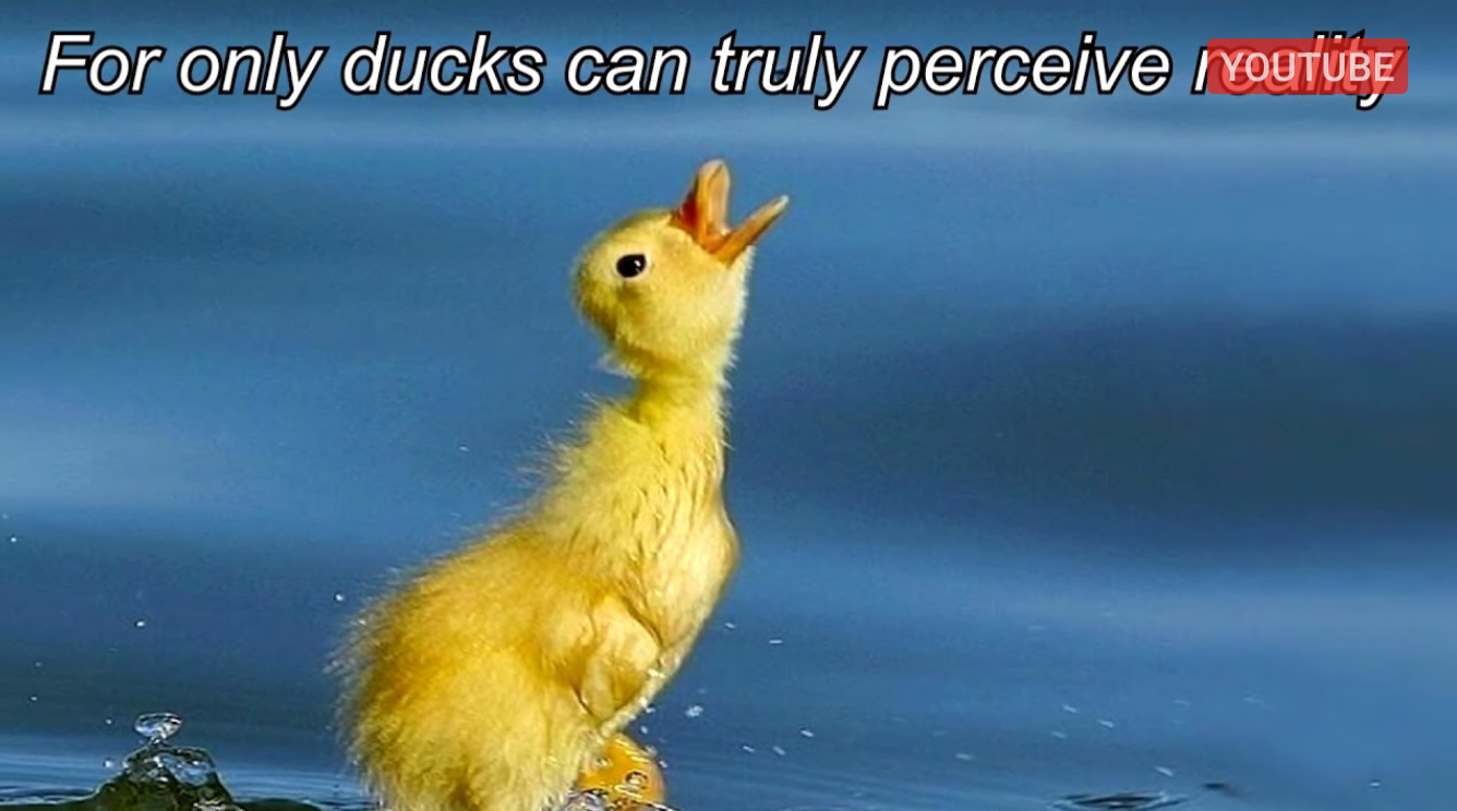 Same thumbnail but boost overlays the top right with "youtube" so that it looks like the thumbnail says "For only ducks can truly perceive youtube"