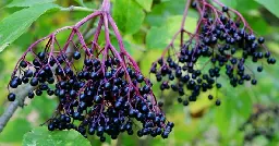 Elderberries are a successful niche crop at a crossroads: go big or stay small