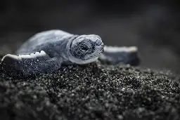 Microplastics Increase Sand Temperature, Impacting Sea Turtle Development, Study Finds - EcoWatch