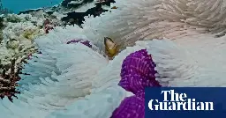Great Barrier Reef suffering ‘most severe’ coral bleaching on record as footage shows damage 18 metres down