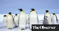 ‘Simply mind-boggling’: world record temperature jump in Antarctic raises fears of catastrophe