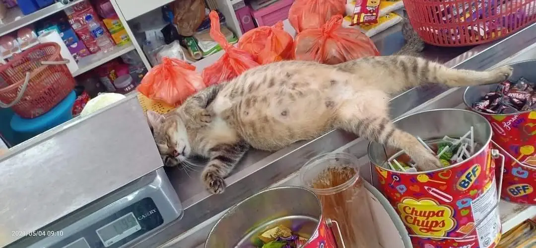 Cat sleeping belly up on retail counter