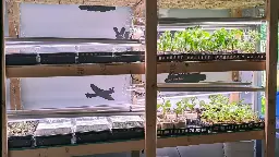 The Best Ways to Set Up a Seed-Starting Station in Your Home