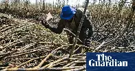 Climate crisis is making sugar more expensive around the world, say experts
